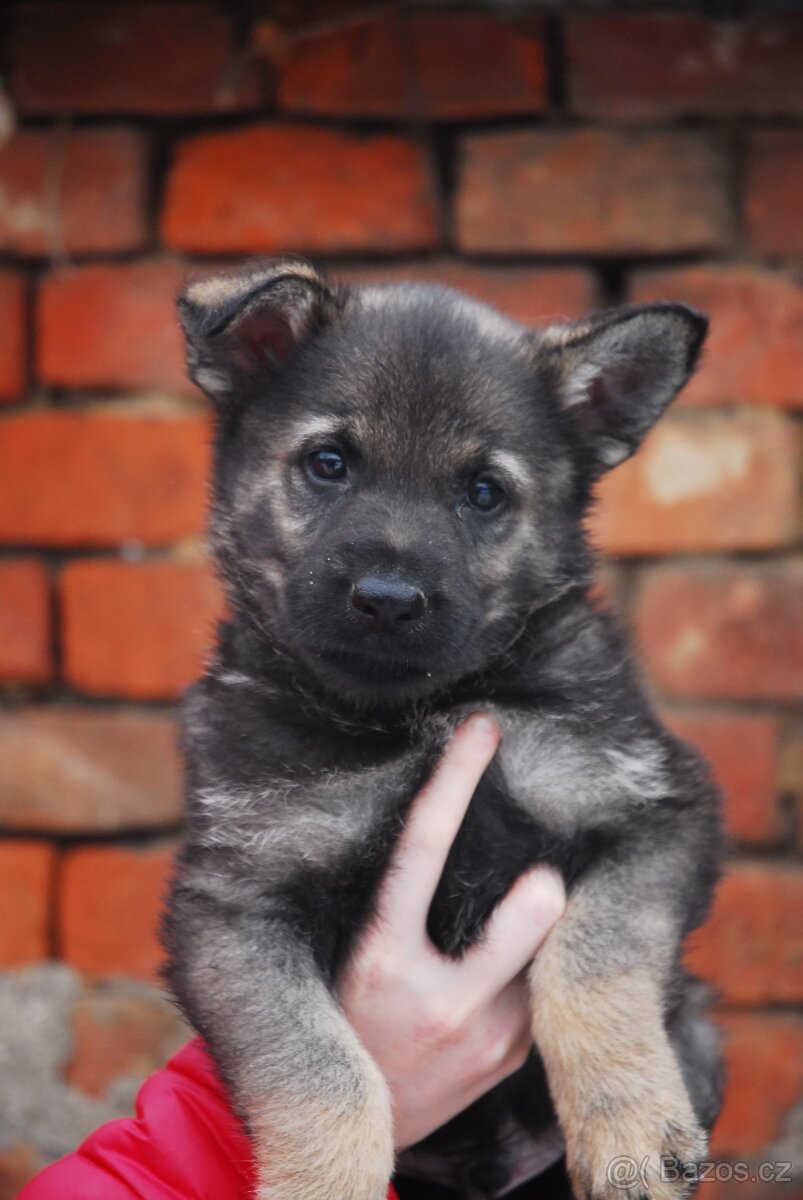 Německý ovčák - 3