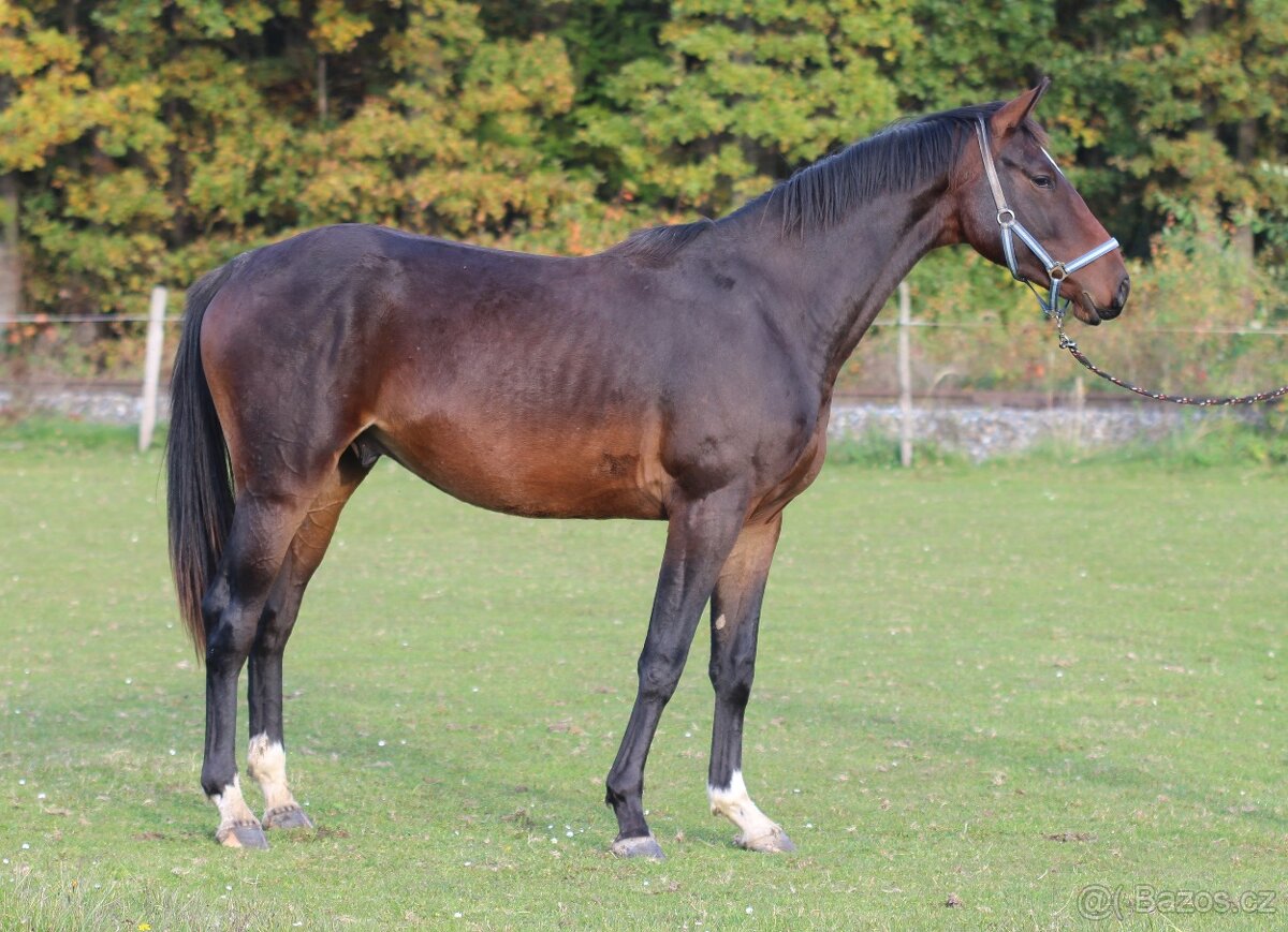 Koně přímo od chovatele - 3