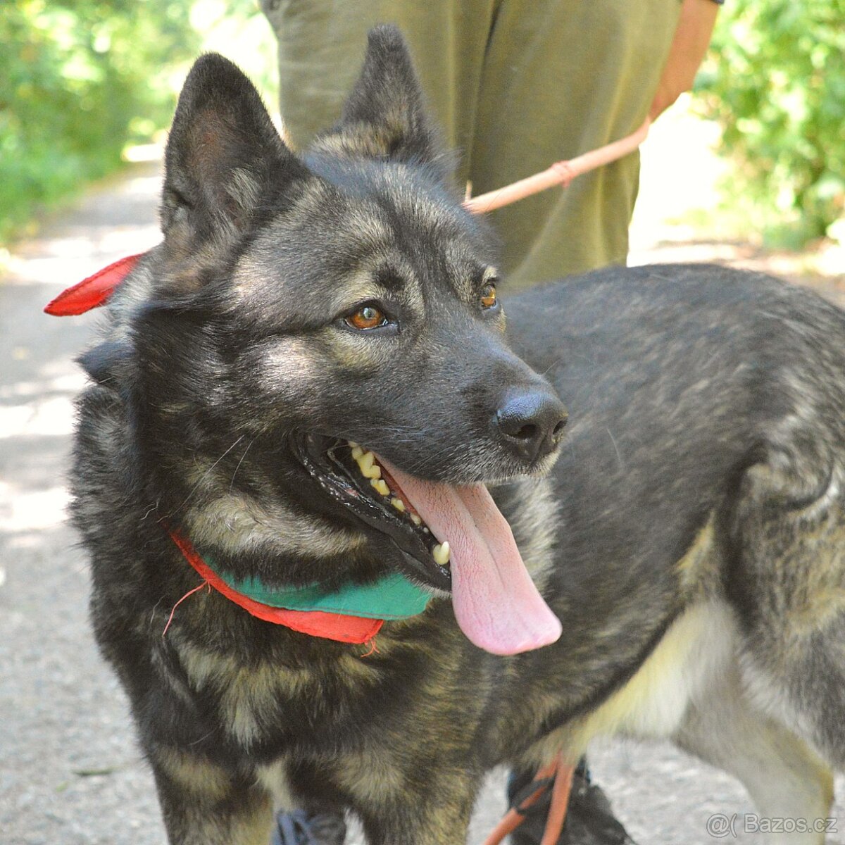 🐾 SIMBAD – energický hrdina s velkým srdcem - 3