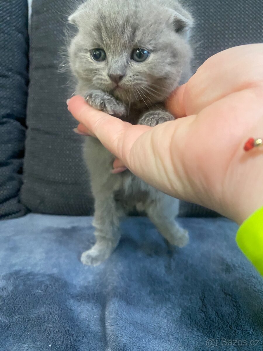 Britští koťátka - 3
