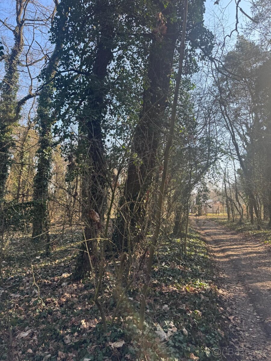 Prodej lesního pozemku k.ú. Kolín - 3