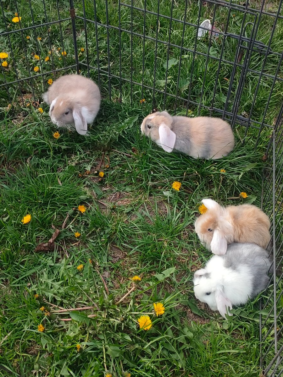 Zakrslý králíček beranek - 3