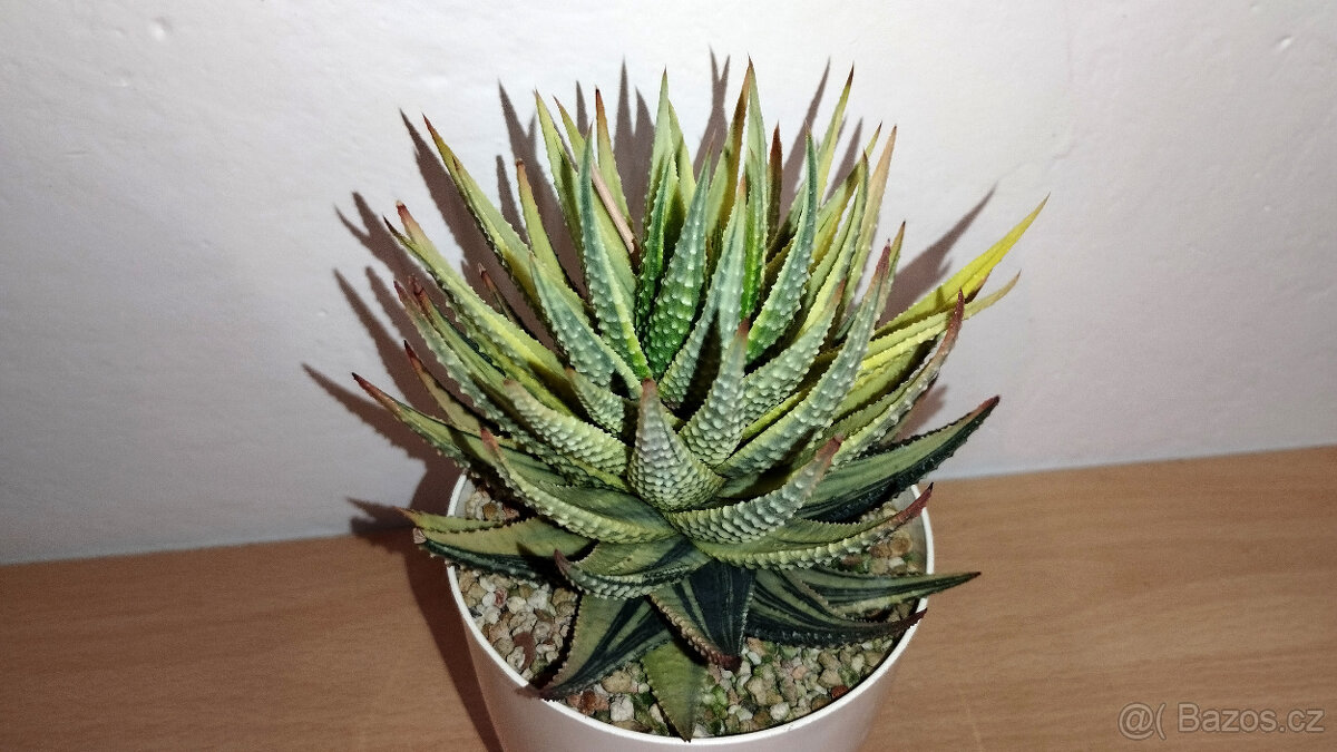 Haworthia Pumila variegated ( sukulent ) - 3