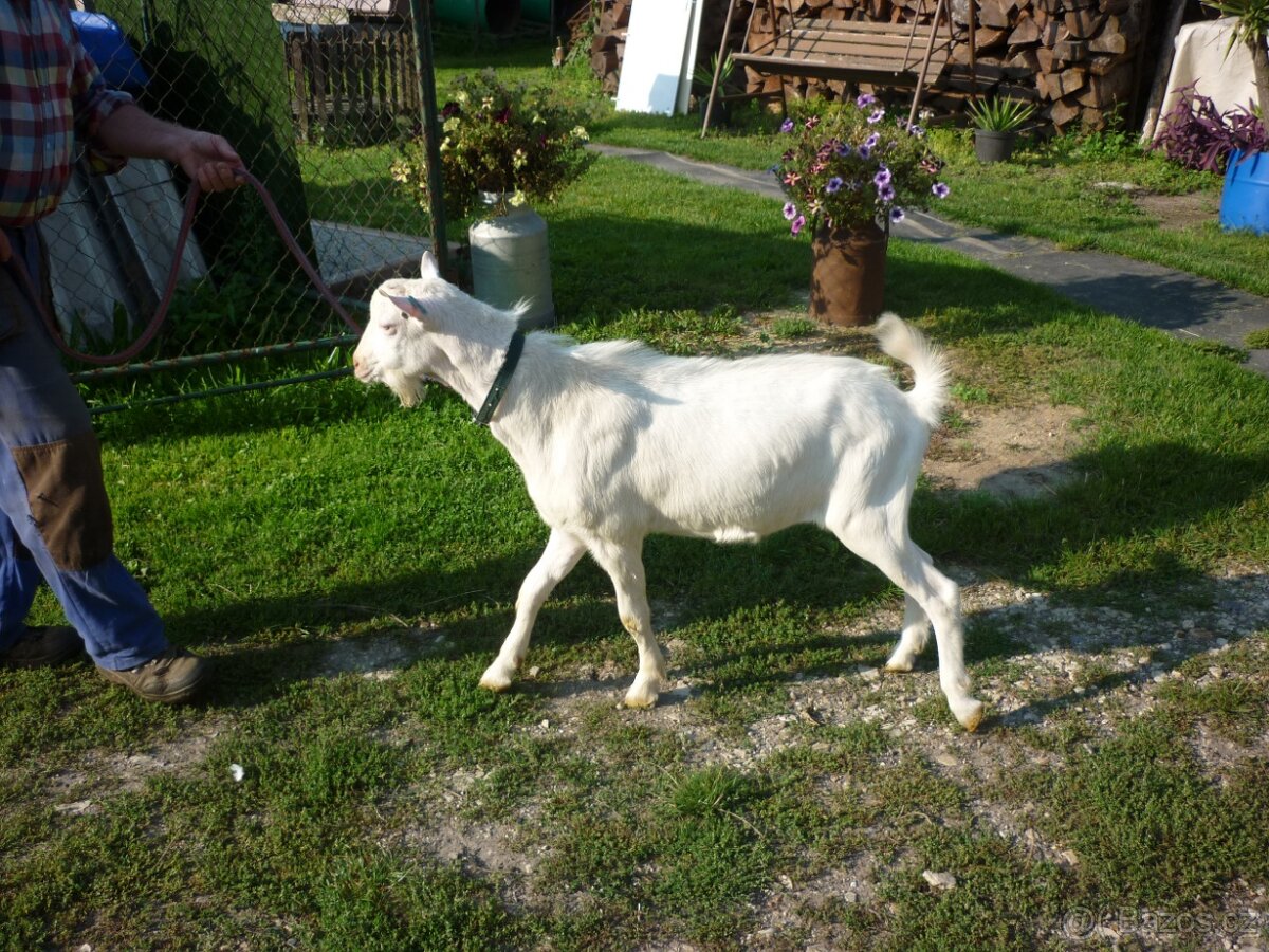 koza bílá krátkosrstá - 3