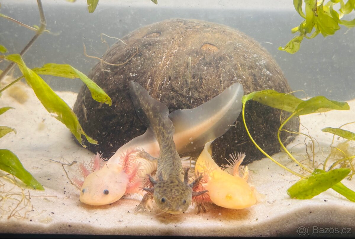 Axolotl - 3