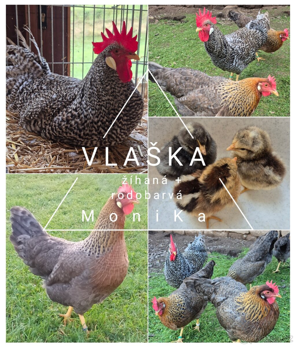Násadová vajíčka - čistá plemena - 3