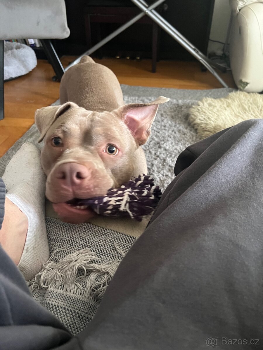 ‘Lovecky’ american bully - 3