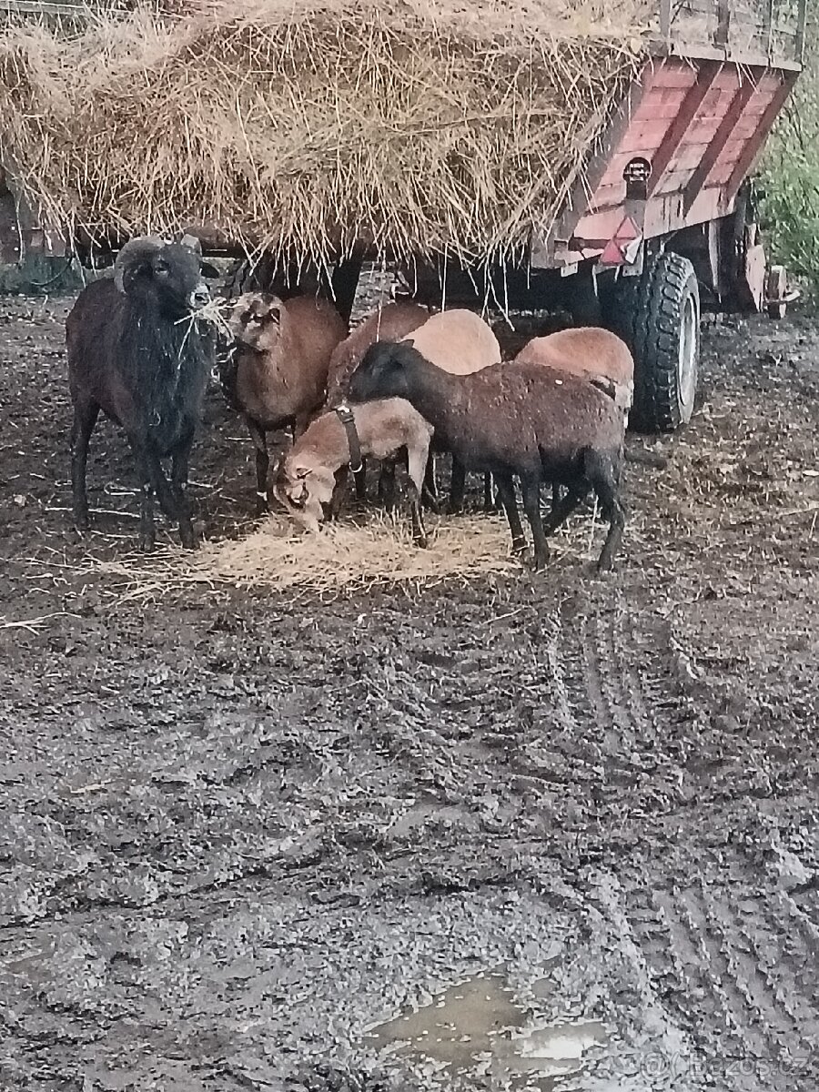 Kamerunský ovce - 3