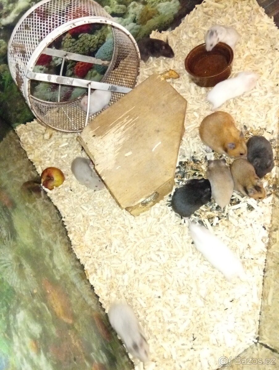 Křeček syrský - 3