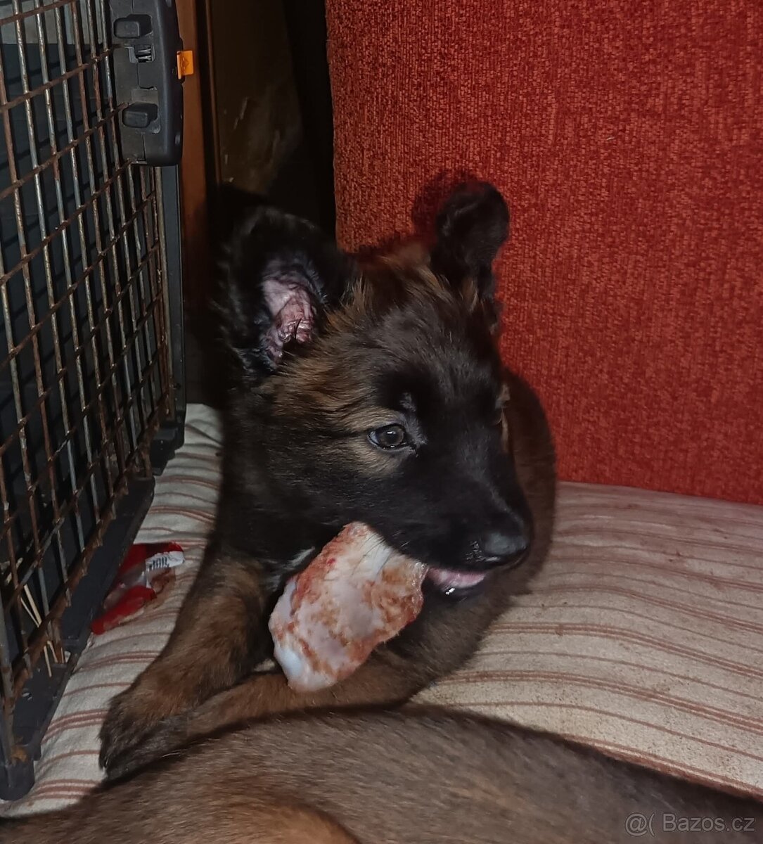 Nabízím štěňátka belgického ovčáka mslinois s PP - 3