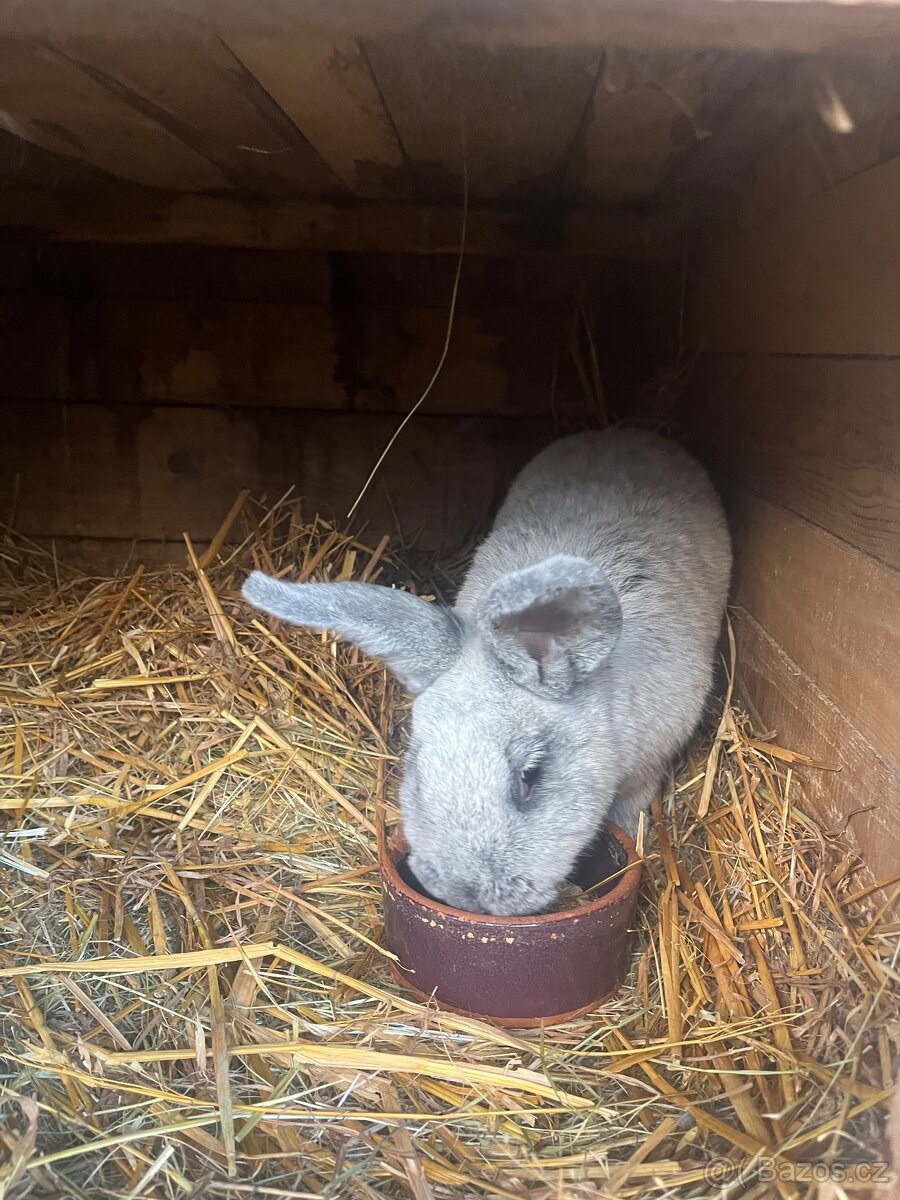 Prodám mladé samce i samice VSS - 3