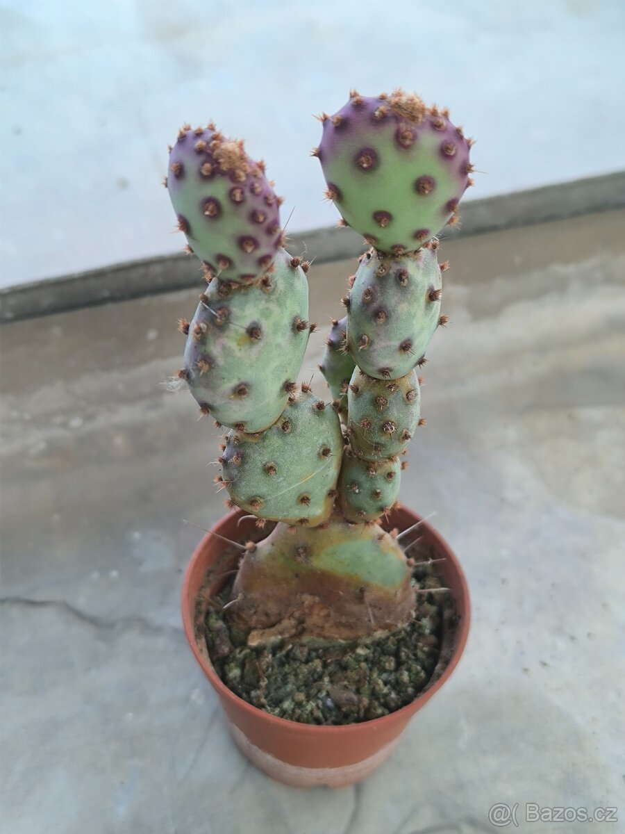 Sukulenty a kaktusy - 3