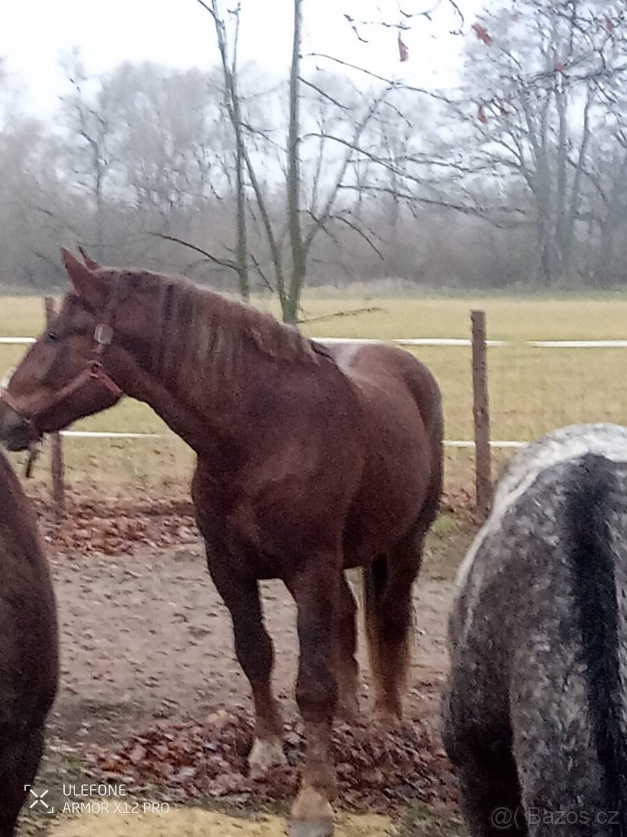 Prodám hřebce slezského norika - 3