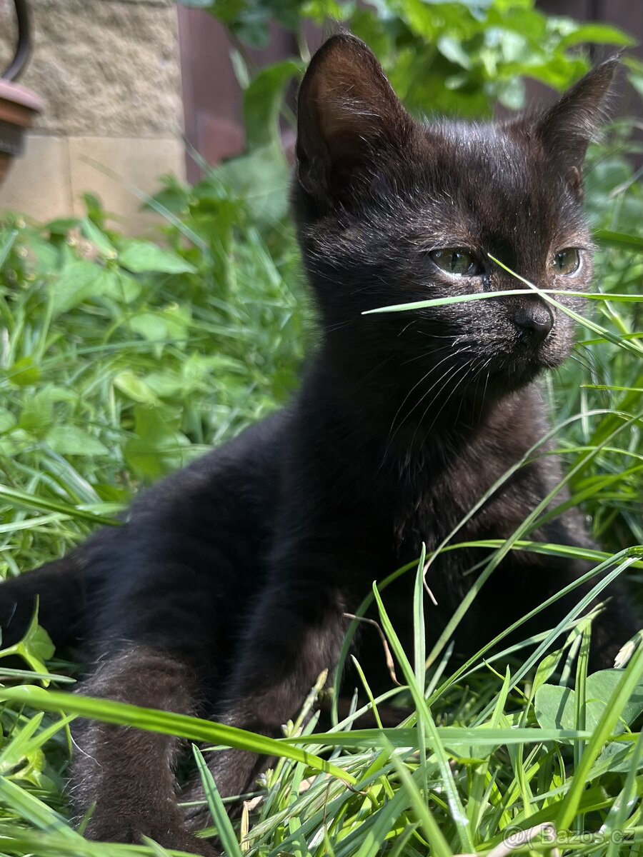 Kotě mainské mývalí Čert - 3