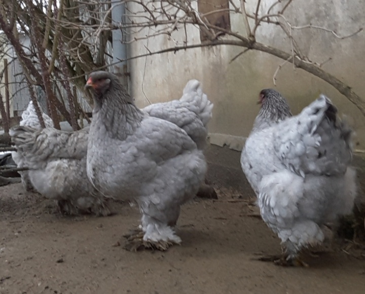 Brahmanka velká modrá - 3