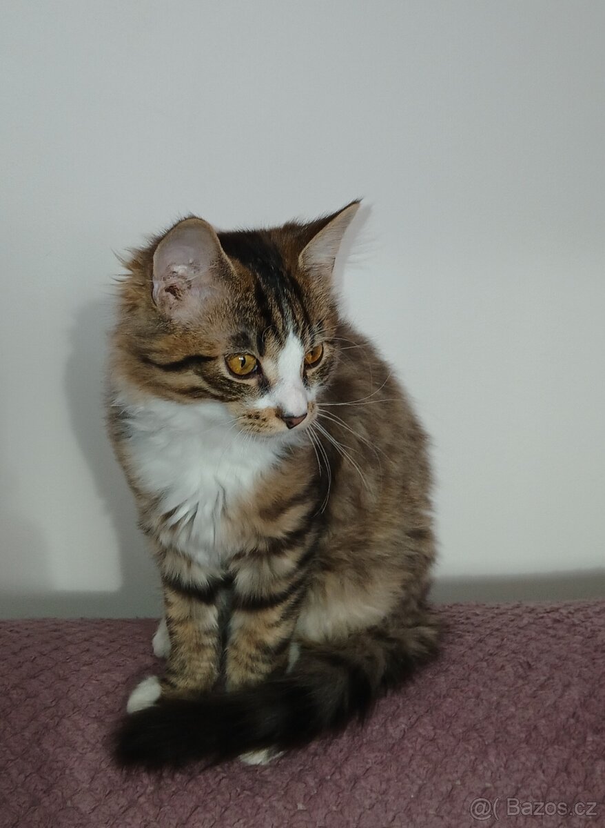 Mainska mývalí sibirska - 3