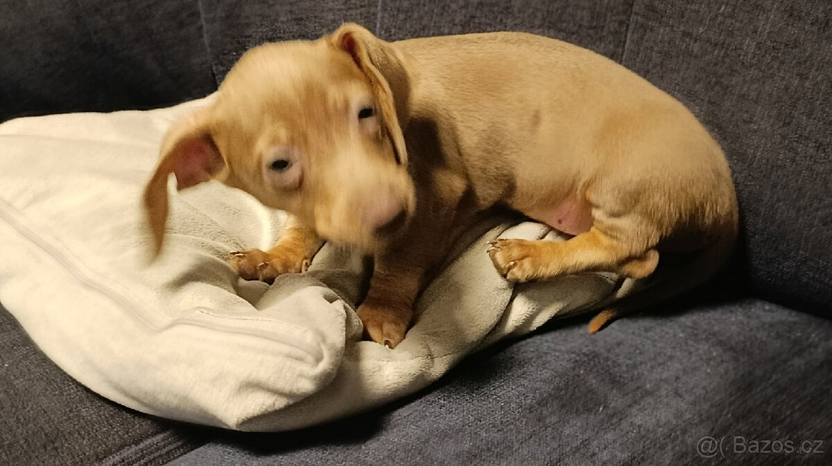 Jezevčík trpasličí pejsek bez PP - 3