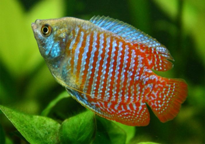 Čichavec zakrslý - 3