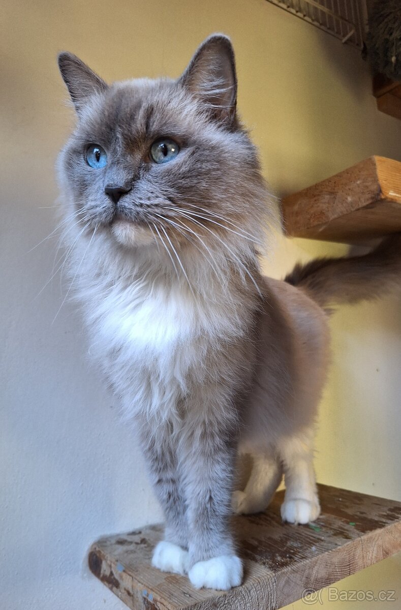 Krásná Ragdoll kočička s pp - 3