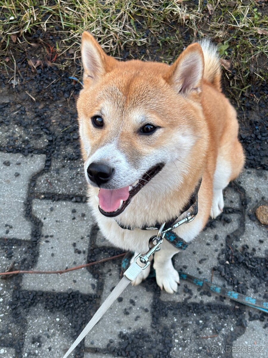 Shiba Inu krytí - 3