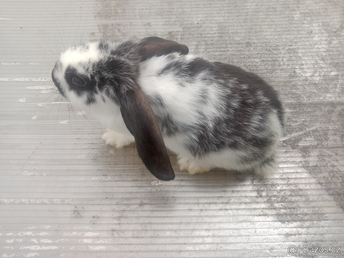 Králík mláďata Francouzský Beran x Moravský modrý - 3