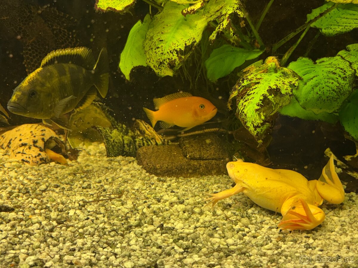 Akvarium - 3