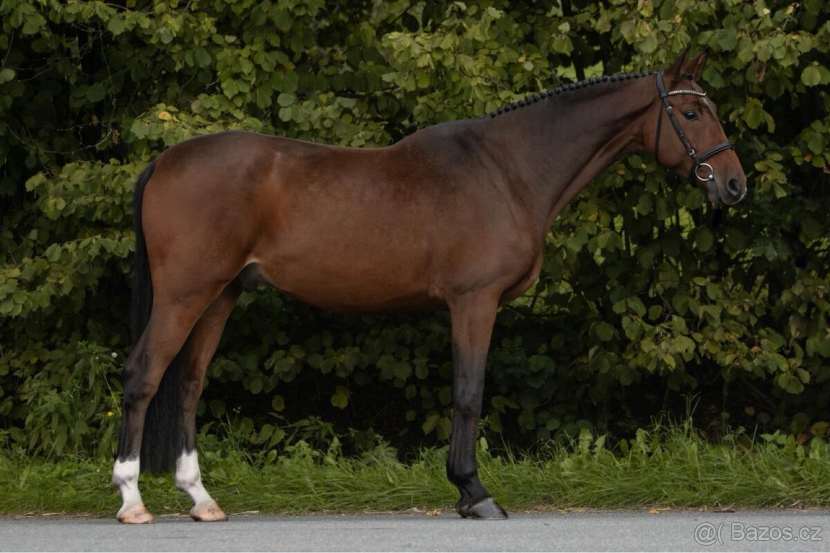 Líbivý čtyřletý valach - 3