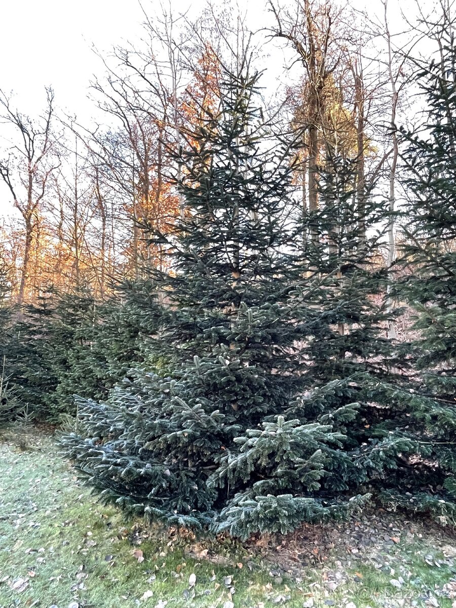 Jedle kavkazská - vánoční stromek - 3