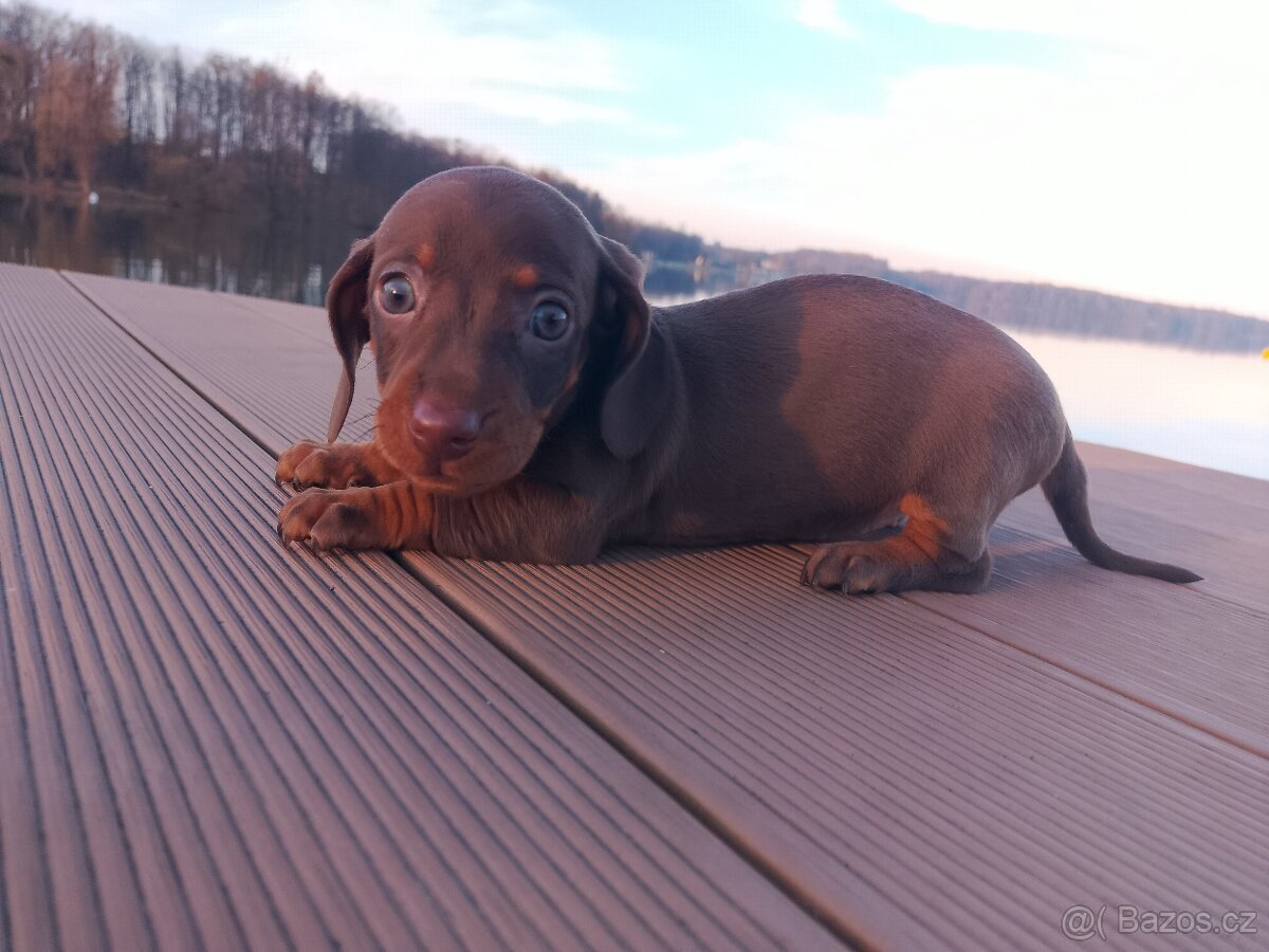 Trpasličí hladkosrstý jezevčík - 3