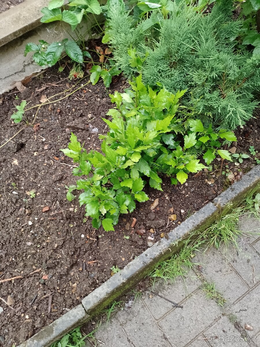 Trávu vousatec. - 3