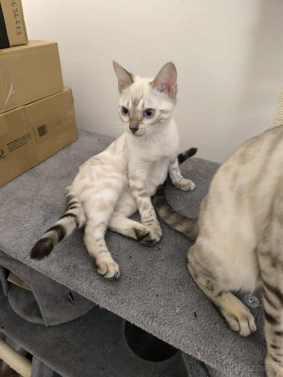 Bengálská kočka, koťata, kočička 🐆 - 3