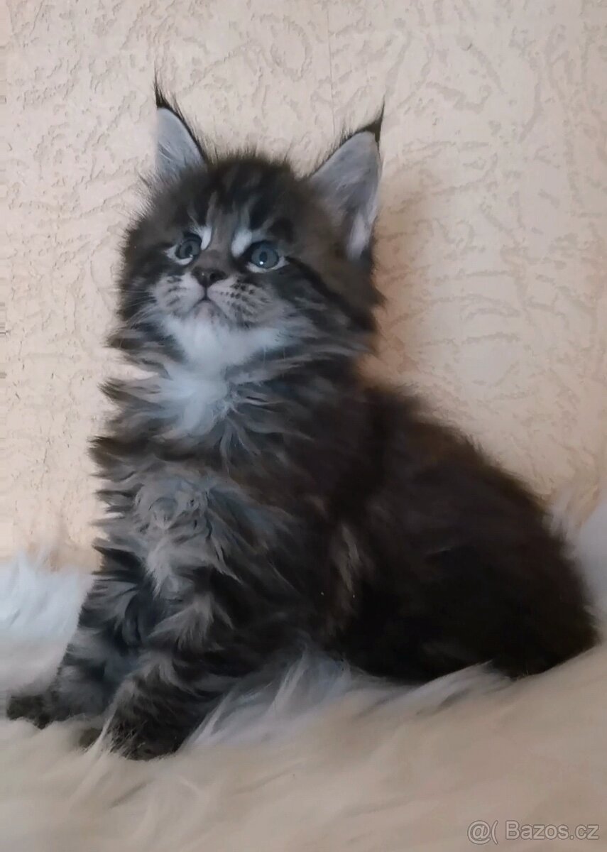 Mainská mývalí kočka s PP - 3