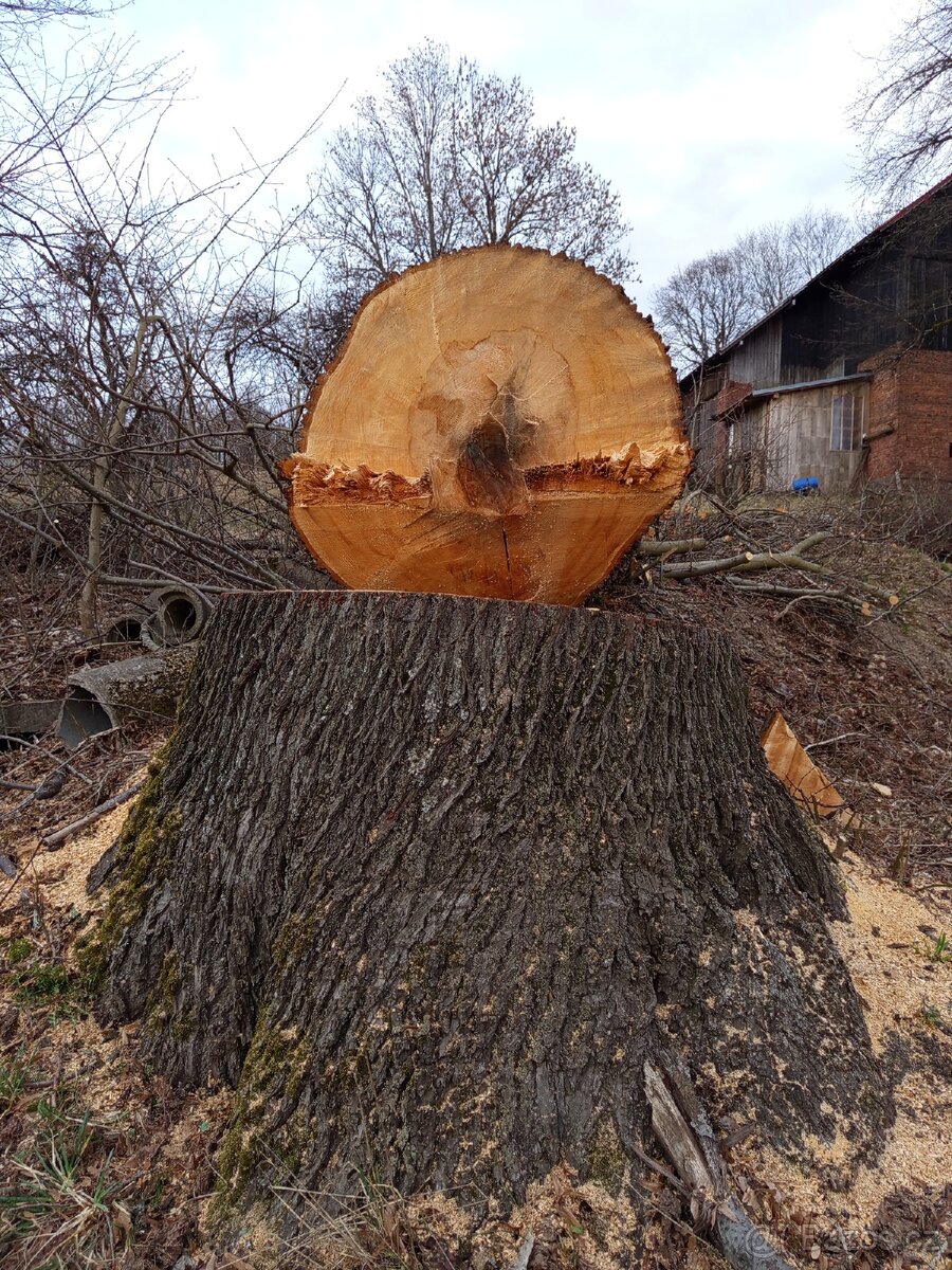 Prodám kmen lípy - 3