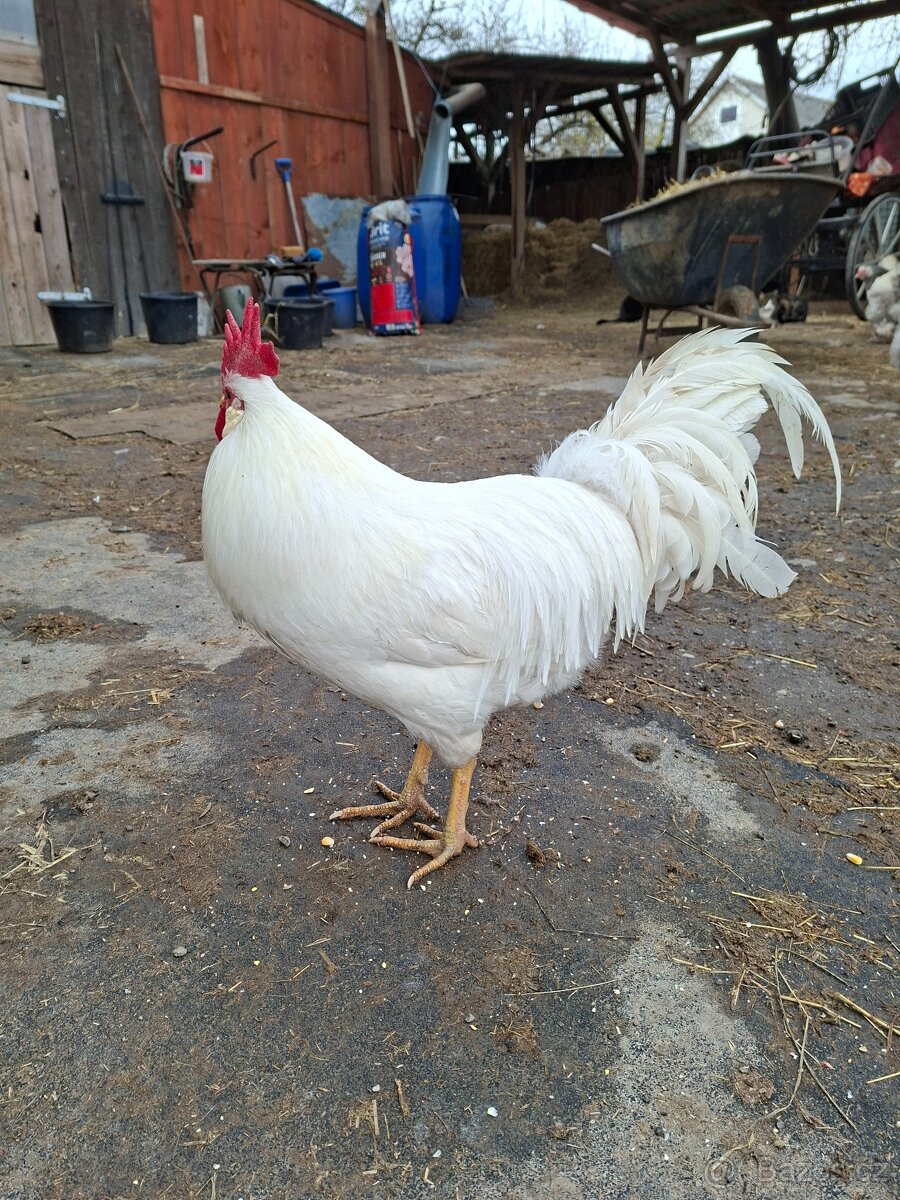 Kohout leghorn - 3