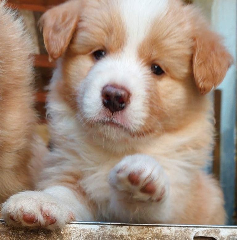 border kolie ee - red - 3