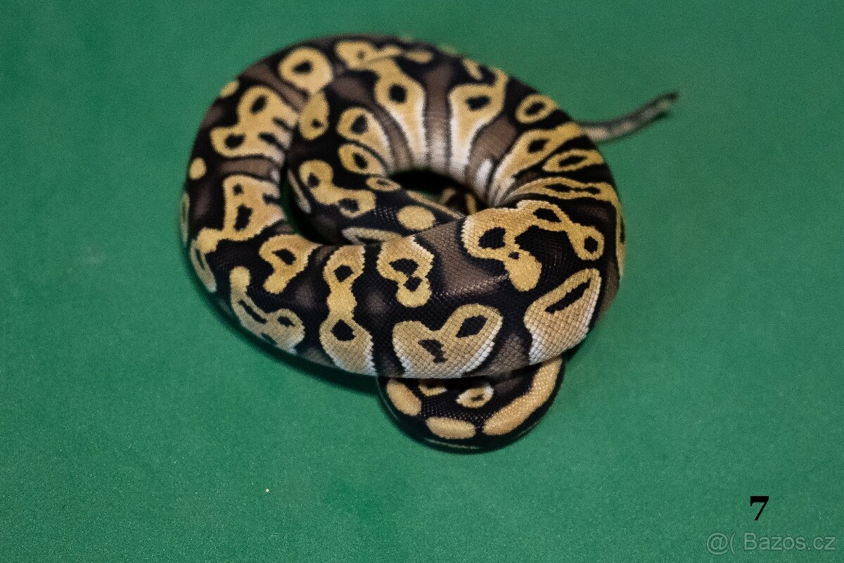 Krajta královská/python regius - 3