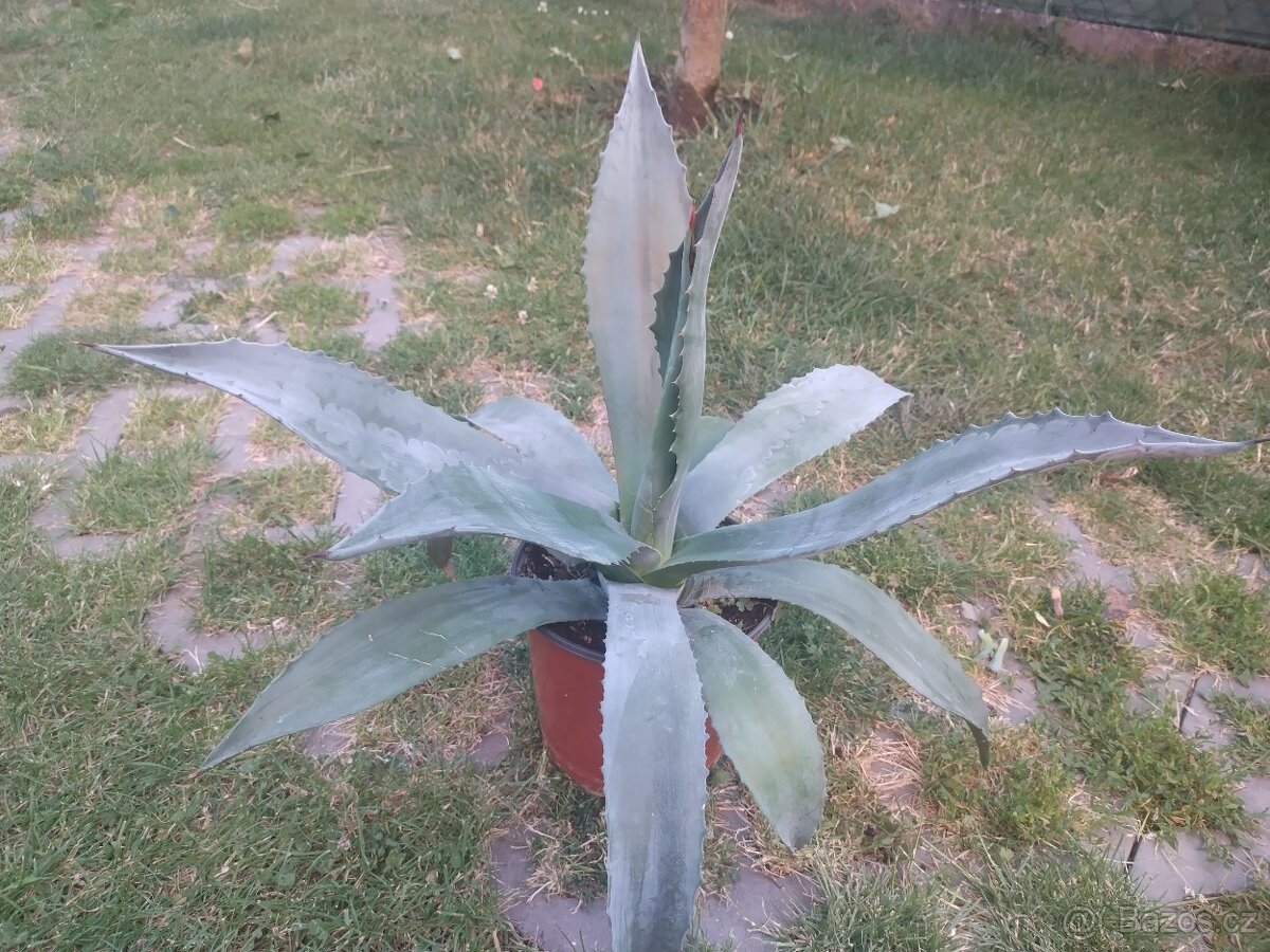 Prodám agáve - 3