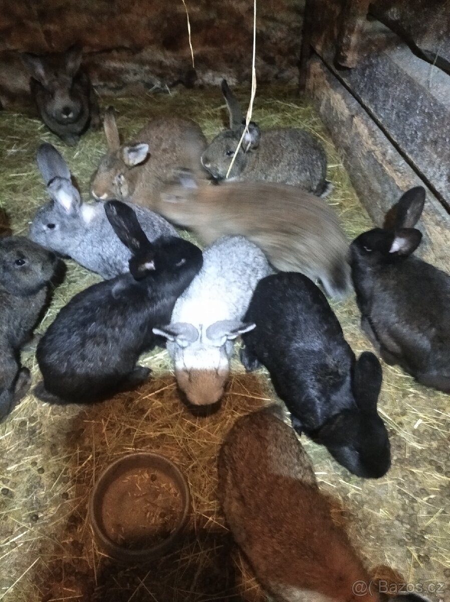 Králíci na prodej - 3