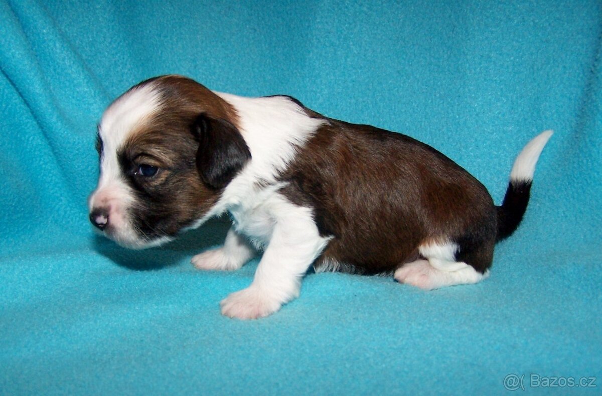 Tibetský teriér s PP - štěňata - 3