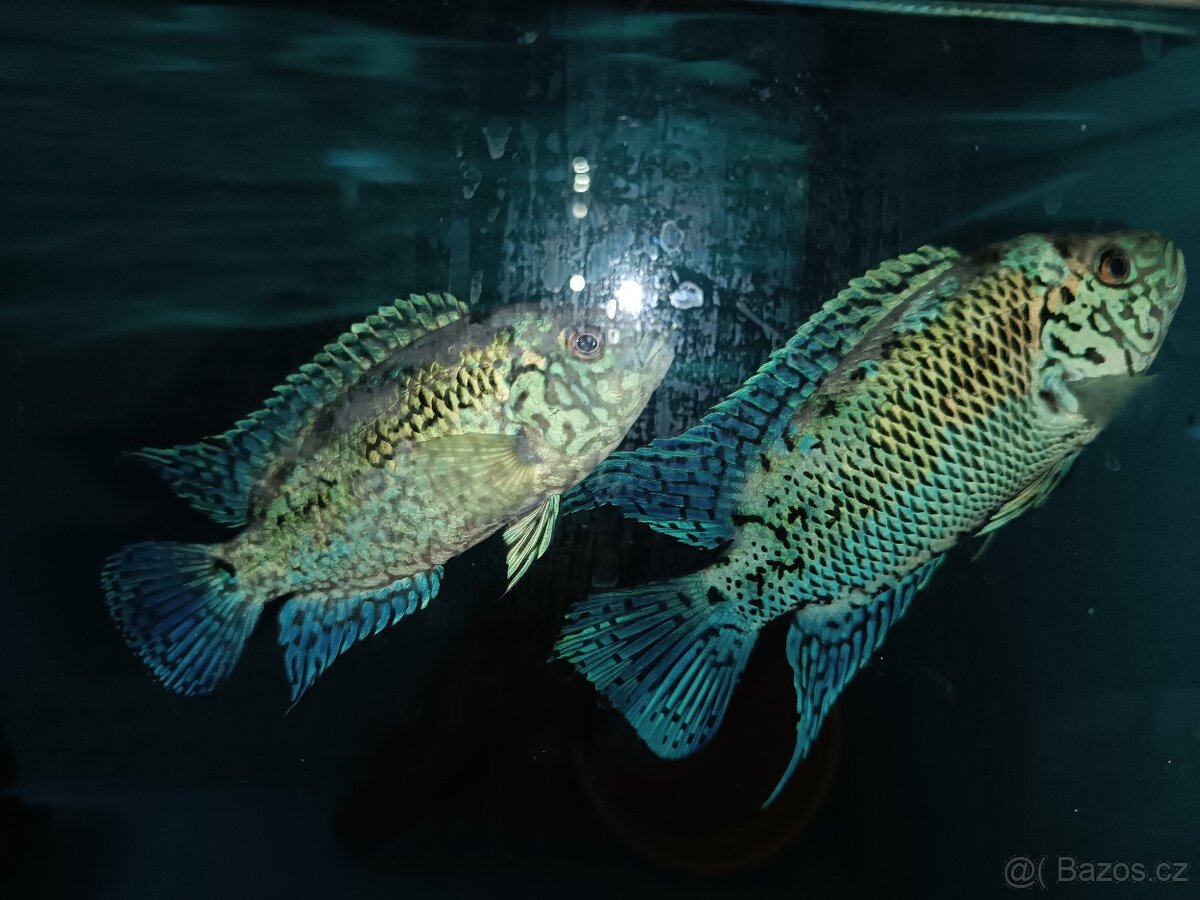 Prodám Kančíky Blue Jack Dempsey - 3