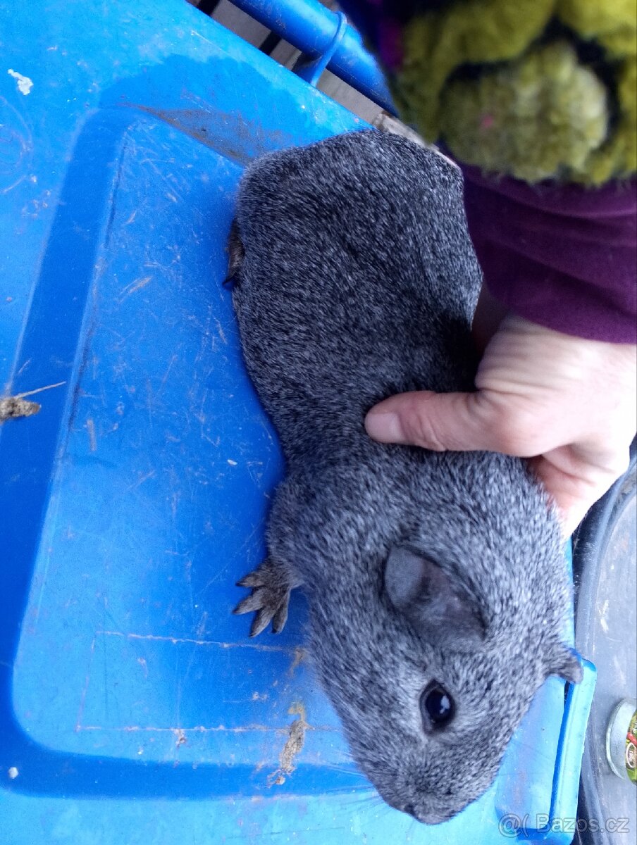 Morčata Cuy kluci - 3