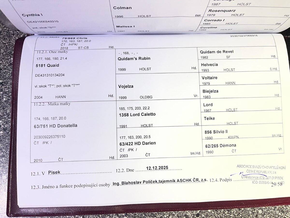 Prodám klisnu ČT - 3