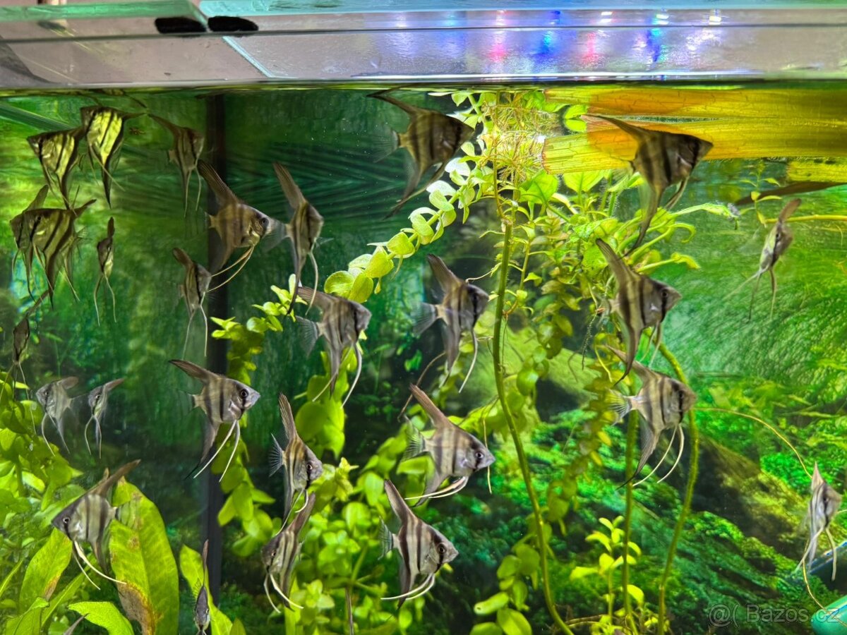 Skalara Amazonská - 3