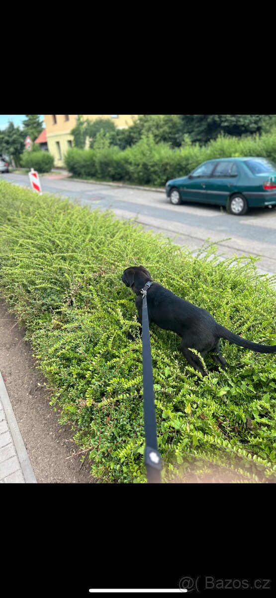 Daruji 7 měsíční štěně labradora - 3
