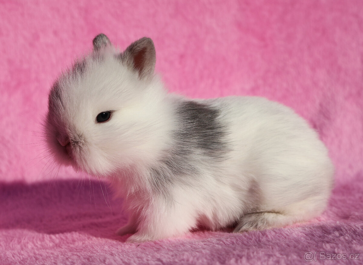 Zakrslý krátkouchý králíček lvíček . - 3