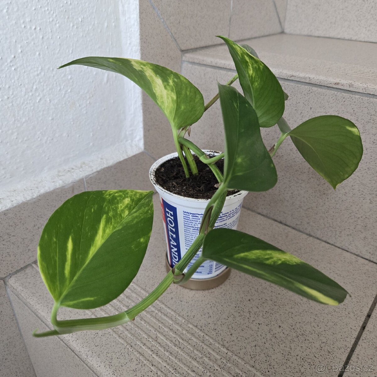 Epipremnum aureum, sadička - 3