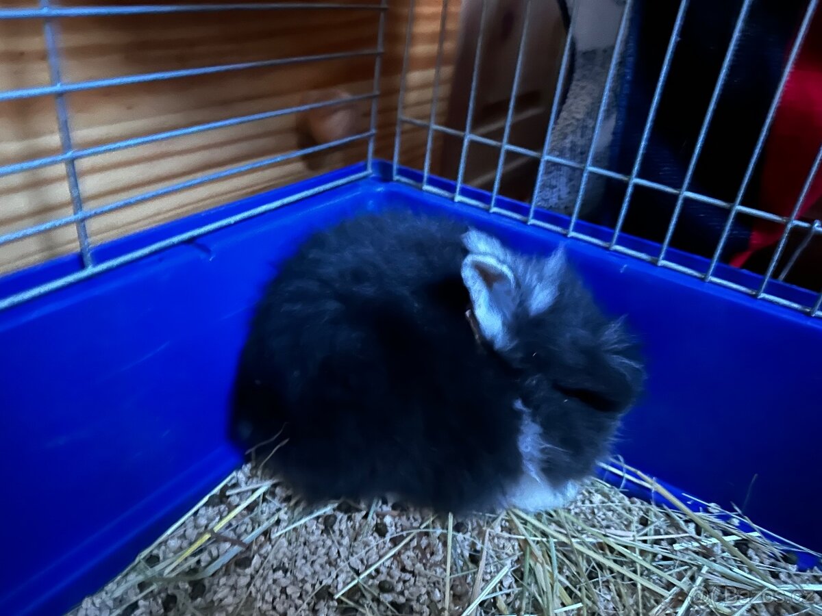 Zakrslý králík - 3