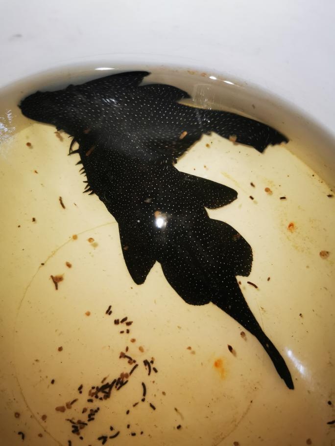 Krunýřovec L213 (Galaxy) - 3