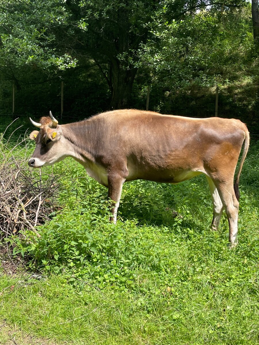 Jersey x Brown Swiss - 3