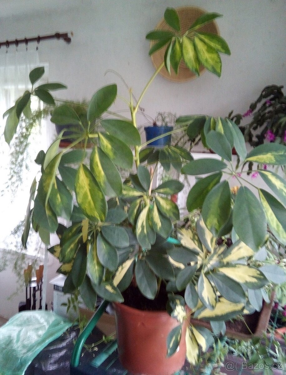Schefflera Arboricola - 3